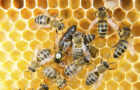 Half-a-million insect species face extinction: scientists 7 bee insect worthy christian news