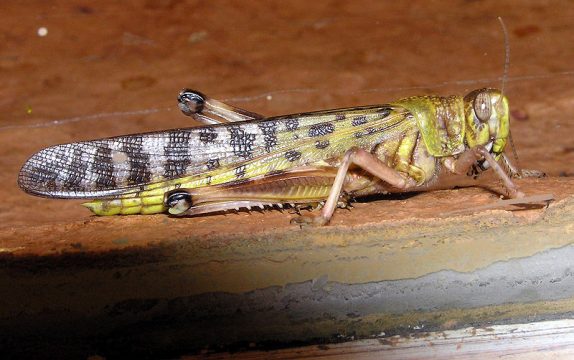 locust swarm