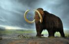 Scientists Given $15 Million to "De-Extinct" Wooly Mammoths 18 whooly mammoth