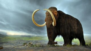 whooly mammoth