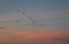 Migratory birds may be spreading superbugs, researchers warn 2 migratory birds 2711613 960 720