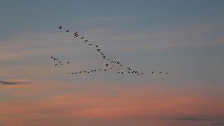migratory birds 2711613 960 720