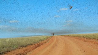 locust swarm worthy christian news
