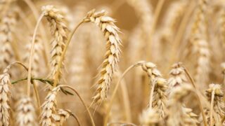 wheat g45f52e8a9 1280