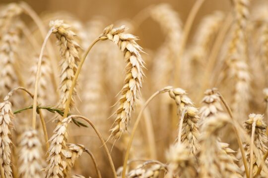 wheat g45f52e8a9 1280