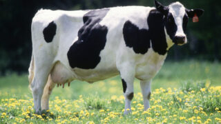 Cow female black white
