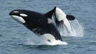 1280px Killerwhales jumping
