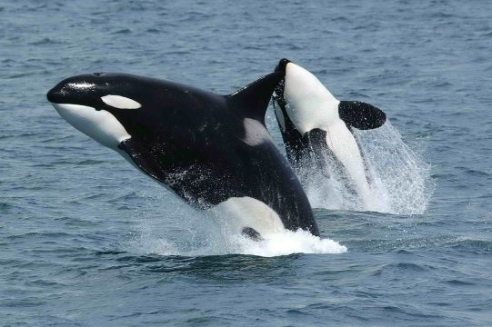 1280px Killerwhales jumping